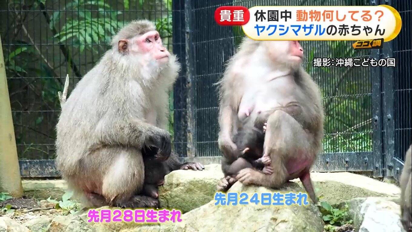 ブサかわいいサルの赤ちゃん 体重計に乗れないぽっちゃりアザラシ 休園中どう過ごしている 飼育員が撮った動物たちの貴重映像 21年8月11日 エキサイトニュース