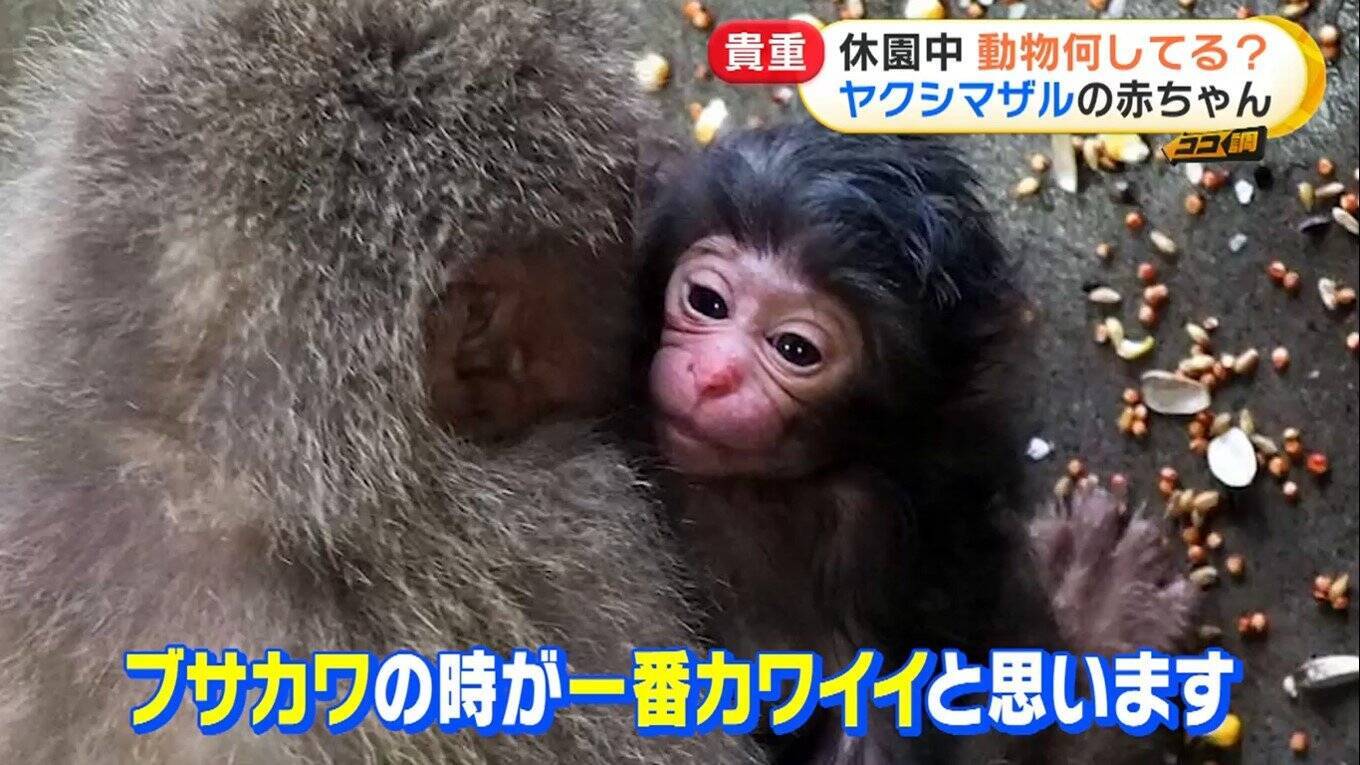 ブサかわいいサルの赤ちゃん 体重計に乗れないぽっちゃりアザラシ 休園中どう過ごしている 飼育員が撮った動物たちの貴重映像 21年8月11日 エキサイトニュース 2 5