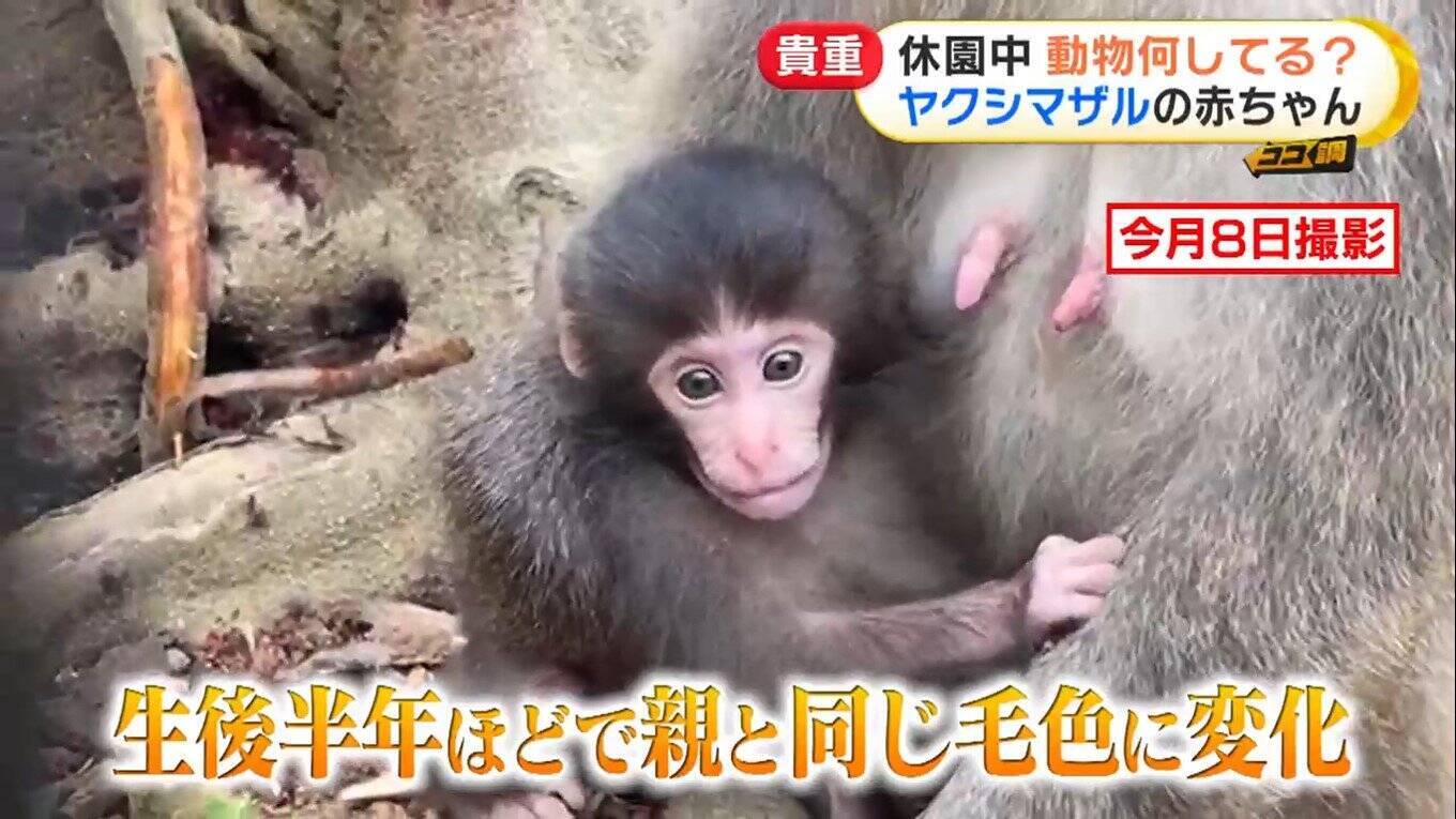 ブサかわいいサルの赤ちゃん 体重計に乗れないぽっちゃりアザラシ 休園中どう過ごしている 飼育員が撮った動物たちの貴重映像 21年8月11日 エキサイトニュース 2 5