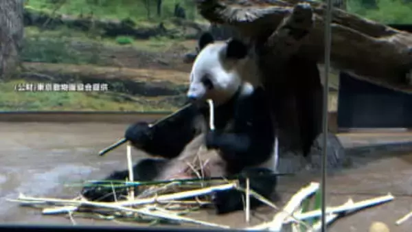 上野動物園のパンダ、「シャオシャオ」と「レイレイ」最後の動画公開　25日に最終観覧日、27日に中国に返還へ