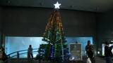 「デンキウナギの放電で点灯「デンキウナギのビリビリツリー」3年ぶり復活…クリスマスツリー輝かせる“強力助っ人”　三重・鳥羽水族館」の画像1