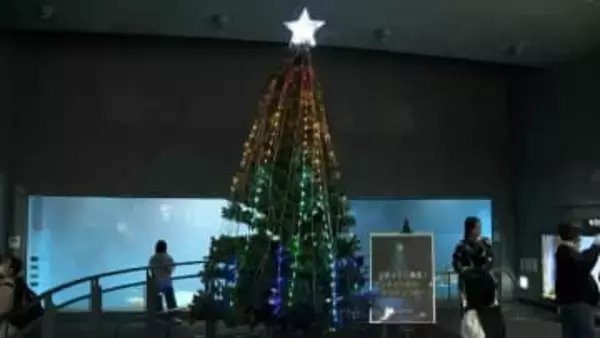 デンキウナギの放電で点灯「デンキウナギのビリビリツリー」3年ぶり復活…クリスマスツリー輝かせる“強力助っ人”　三重・鳥羽水族館