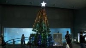 デンキウナギの放電で点灯「デンキウナギのビリビリツリー」3年ぶり復活…クリスマスツリー輝かせる“強力助っ人”　三重・鳥羽水族館