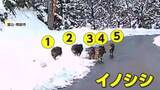 「“思わぬ遭遇”…トンネルを抜けた先に5頭のイノシシ　富山・南砺市　暗闇の中で道路を横切ったのは4頭のシカ　静岡・長泉町」の画像1