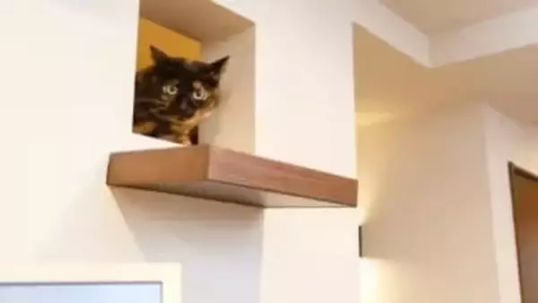 “愛猫と暮らす家”はどう作る？設計士が教える猫ファーストかつ飼い主が見落としがちな空間作りのポイント