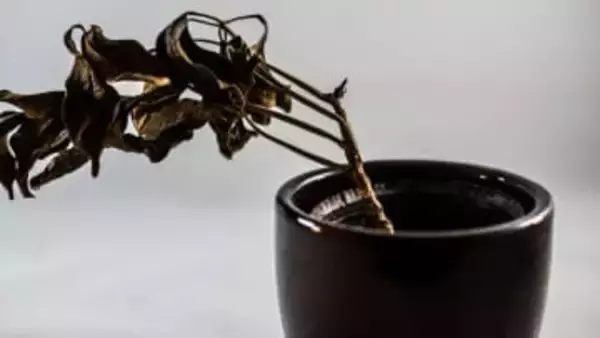 枯れた原因は「過保護」かも!?初心者が育てる観葉植物の“あるある”な症状と正しい対処法【いざ、100均ガーデニング】