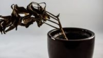 枯れた原因は「過保護」かも!?初心者が育てる観葉植物の“あるある”な症状と正しい対処法【いざ、100均ガーデニング】