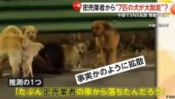 全中国が泣いた?SNSで拡散“7匹の犬が大脱走”　臆測で生成AI動画や“密売業者特定”の動きも　物語の真相は「発情期で外に」飼い主現る