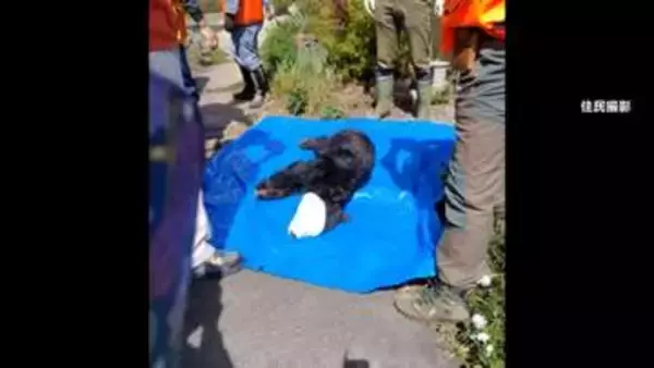 “星降る里”の民家にクマ　麻酔銃で捕獲　長野や北海道でクマの目撃相次ぐ