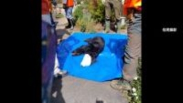 “星降る里”の民家にクマ　麻酔銃で捕獲　長野や北海道でクマの目撃相次ぐ