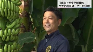 国内流通わずか0.1%の希少品種バナナを栽培　農園オーナーの情熱と挑戦