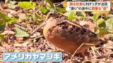 「NYマンハッタン中心部の公園に“躍る鳥”出現　ノリノリな珍客、実は渡り鳥だった　「普段と違って･･･」視線くぎ付け」の画像1