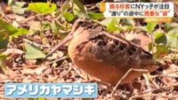 NYマンハッタン中心部の公園に“躍る鳥”出現　ノリノリな珍客、実は渡り鳥だった　「普段と違って･･･」視線くぎ付け