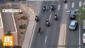 道路を疾走する馬　パレードから逃げ出し大追跡　警察バイクとカウボーイも参戦　駐車場に追い込み無事保護　アメリカ