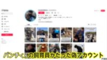 大人気の子猿「パンチくん」偽アカウントで寄付金募る詐欺　フォロワー8万人以上　飼育員装い動画無断使用　不自然な日本語も