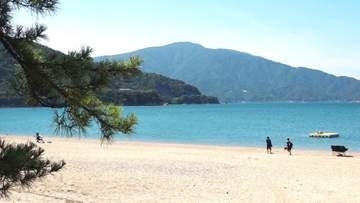海水浴客が8分の1に激減　3500万円の運営費に収入500万円　敦賀「気比の松原」海水浴場が存続の危機