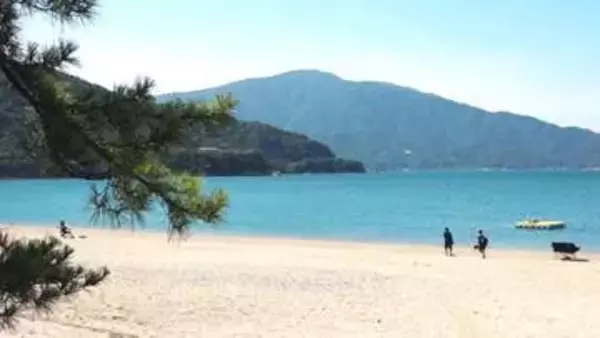 海水浴客が8分の1に激減　3500万円の運営費に収入500万円　敦賀「気比の松原」海水浴場が存続の危機