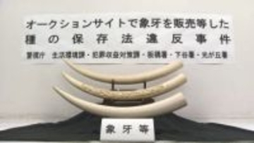 「マンモスの牙」「象牙風」表記偽り販売か…男3人逮捕　“絶滅恐れ”アフリカゾウの牙　「処分に困って販売」容疑認める