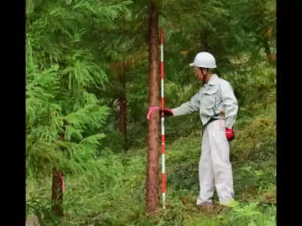 花粉ゼロ！“夢の”スギの木の母樹が7本誕生！東京都育成の「心晴れ不稔1号」花粉症患者の救世主となるか