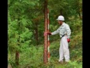 花粉ゼロ！“夢の”スギの木の母樹が7本誕生！東京都育成の「心晴れ不稔1号」花粉症患者の救世主となるか