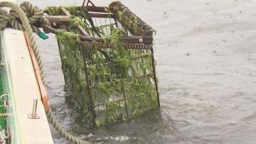 漁師が長年「困った…」宍道湖の水草問題　廃棄から再利用へ…燃料化で進む地域循環と持続可能性への模索【島根発】