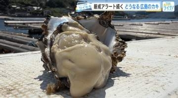 【牡蠣（カキ）】「厳戒アラート」続く　大量死リスクにもがく生産者、冷凍拡充で活路を切り開く加工会社を追跡　【広島発】