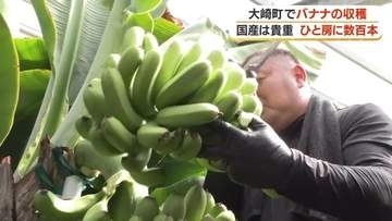 【1房395本】国産バナナが鹿児島で大豊作　１キロ2000円でネット販売へ　大崎町の新特産品に