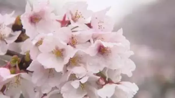 「富山の桜、平年より6日早く満開　花冷えの雨で松川べりをしっとりと美しく幻想的に染める」の画像