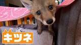 「「犬じゃないかも…」子犬と間違え保護　成長すると「キツネ」の赤ちゃん　野生動物は近くに親がいる可能性も」の画像1
