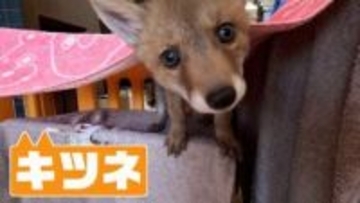 「犬じゃないかも…」子犬と間違え保護　成長すると「キツネ」の赤ちゃん　野生動物は近くに親がいる可能性も