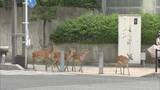 「シカが奈良公園を飛び出した！　駅前や住宅街で“ミニ奈良公園化”　急増で食害や安全対策など新たな課題も」の画像1