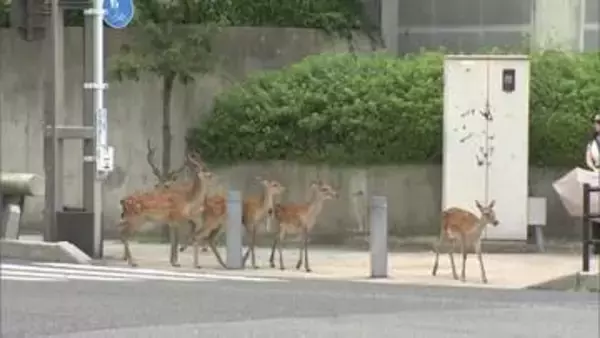 シカが奈良公園を飛び出した！　駅前や住宅街で“ミニ奈良公園化”　急増で食害や安全対策など新たな課題も