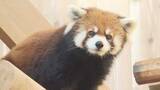 「美形レッサーパンダ“脱走の女王”ミンファ天国へ　飼育員も「特別」と語る鯖江市西山動物園のアイドル的存在　繁殖にも貢献」の画像1