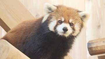 美形レッサーパンダ“脱走の女王”ミンファ天国へ　飼育員も「特別」と語る鯖江市西山動物園のアイドル的存在　繁殖にも貢献