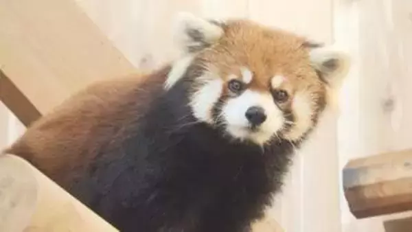美形レッサーパンダ“脱走の女王”ミンファ天国へ　飼育員も「特別」と語る鯖江市西山動物園のアイドル的存在　繁殖にも貢献