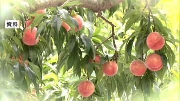 収穫間近のブランド桃700個盗まれる　被害20万円相当　高い場所の実が熟したものばかり　知識のある人物の犯行か　秋田