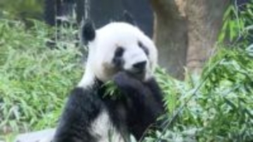 双子パンダが中国に向け出国　成田空港周辺に多くのファン