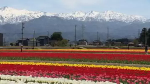「7色のチューリップの絨毯」が今まさに見頃　立山連峰を背景に200万本が咲き誇る絶景　富山・入善町