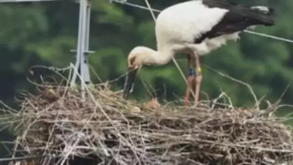 富山・氷見市の電柱の上でコウノトリ3羽のヒナが誕生　県内初確認、地域全体が「静かに見守る」