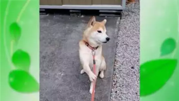 「ちょっと待て」とばかりに…拒否が“クセ強”な犬が話題　嫌なことには独特のポーズ　東京・東村山市