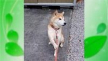 「ちょっと待て」とばかりに…拒否が“クセ強”な犬が話題　嫌なことには独特のポーズ　東京・東村山市