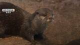 「“かわいいだけじゃダメなんです！”カワウソに注意喚起　ペット不向き・密猟増で絶滅の危機も」の画像1