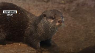“かわいいだけじゃダメなんです！”カワウソに注意喚起　ペット不向き・密猟増で絶滅の危機も