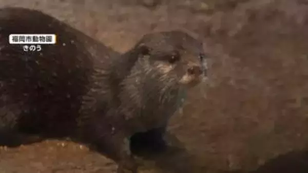 “かわいいだけじゃダメなんです！”カワウソに注意喚起　ペット不向き・密猟増で絶滅の危機も