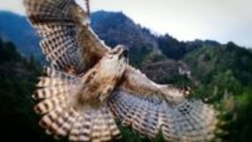 ドローンにタカが襲いかかる衝撃映像撮影　10万円ドローン墜落し破壊も「最高の映像が撮れた」　滋賀・甲賀市