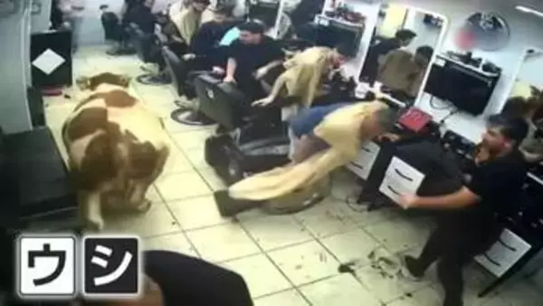ウシが理髪店に侵入　店内パニック　トルコ…「トランプ大統領」似のウシ　“捧げ物”になるはずが大出世　バングラデシュ