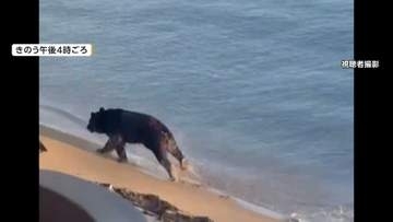 日本三景・天橋立にクマが出没　警察の爆竹作戦も“突破”し宿泊施設の敷地に逃げ込む　海外では“違法”エサやりをして襲われた人も