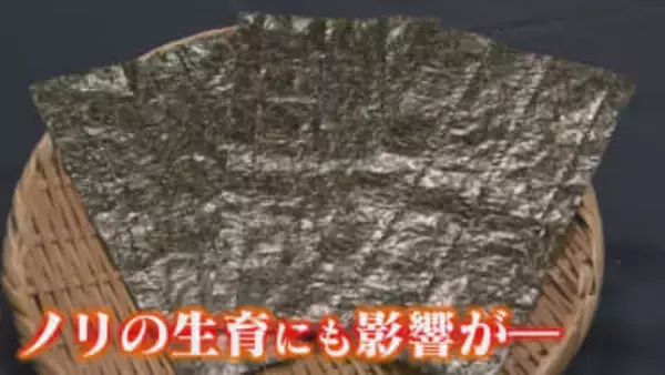 水不足が生育に影響か 雨とノリの"意外"な関係 プランクトン大量発生と過去最少の降雨量で“ダブルパンチ”懸念 【福岡発】