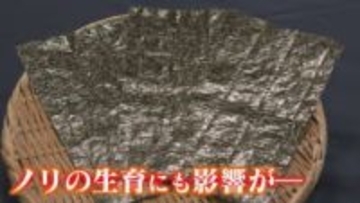 水不足が生育に影響か 雨とノリの"意外"な関係 プランクトン大量発生と過去最少の降雨量で“ダブルパンチ”懸念 【福岡発】