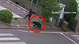 「「従業員が襲われた」福島でクマが襲撃4人搬送　工場に侵入し居座り　箱わなやドローンで捕獲作戦　秋田の73歳女性死亡も被害か」の画像1